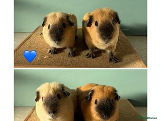 Guinea Pig rodents Bonded Male Cali Pairs - Advert 16
