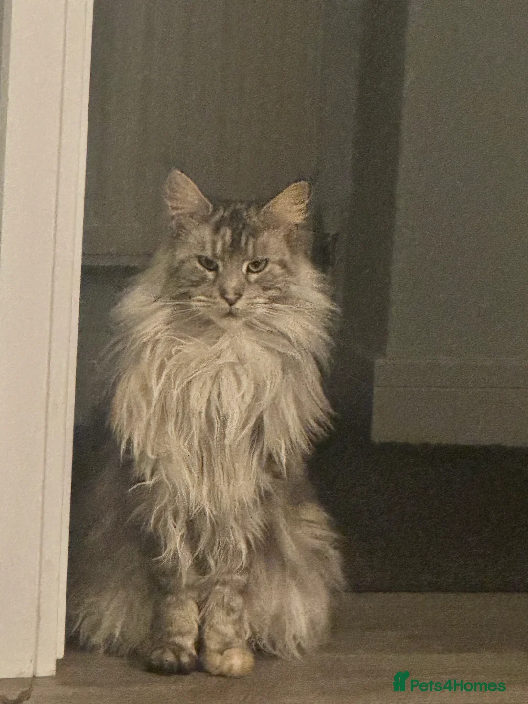 Maine Coon cats for sale: Beautiful Tilly looking for her perfect home  in Bracknell - Advert 6