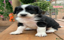 Bernedoodle dogs for sale: Midi Medium Bernedoodle Puppies  - Image 1