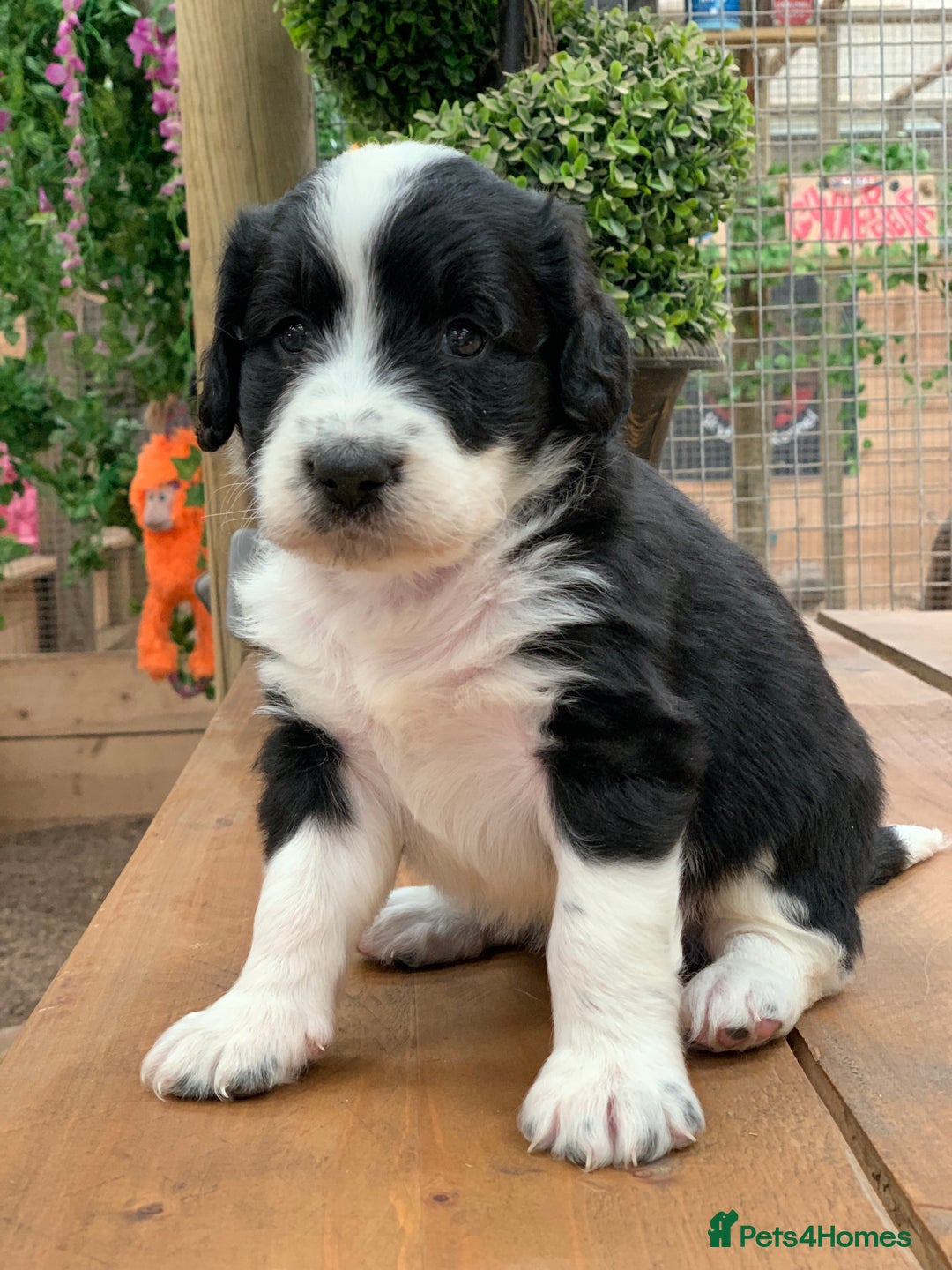 Bernedoodle dogs for sale: Midi Medium Bernedoodle Puppies  - Image 1