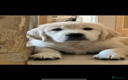Golden Retriever dogs for sale: Cream Golden Retriever Puppy Health Tested Parents in Blackpool - Image 19