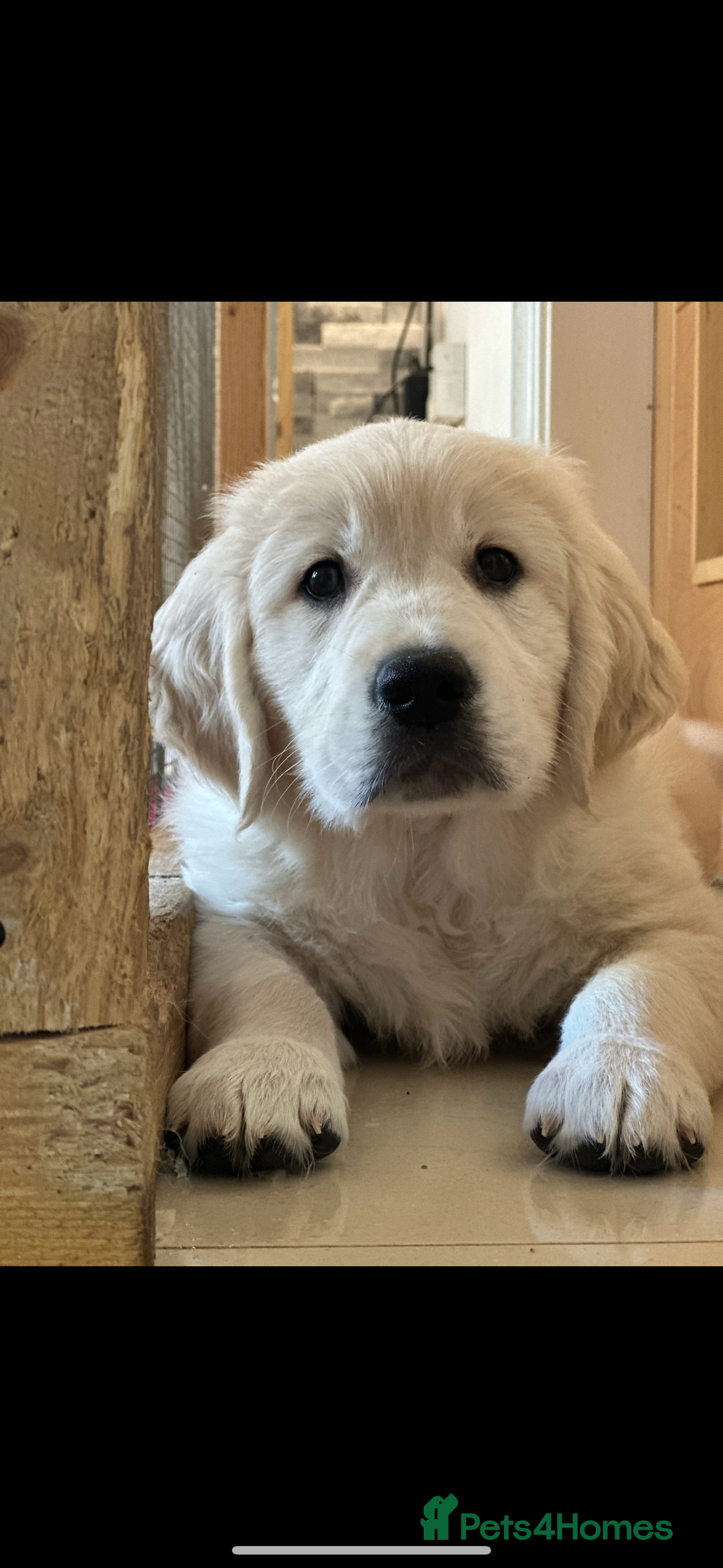 Golden Retriever dogs for sale: Cream Golden Retriever Puppy Health Tested Parents in Blackpool - Image 19