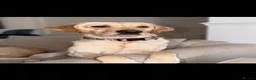 Labrador Retriever dogs for stud: Kylo  - Advert 4