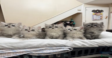 Mixed Breed cats - Advert 11