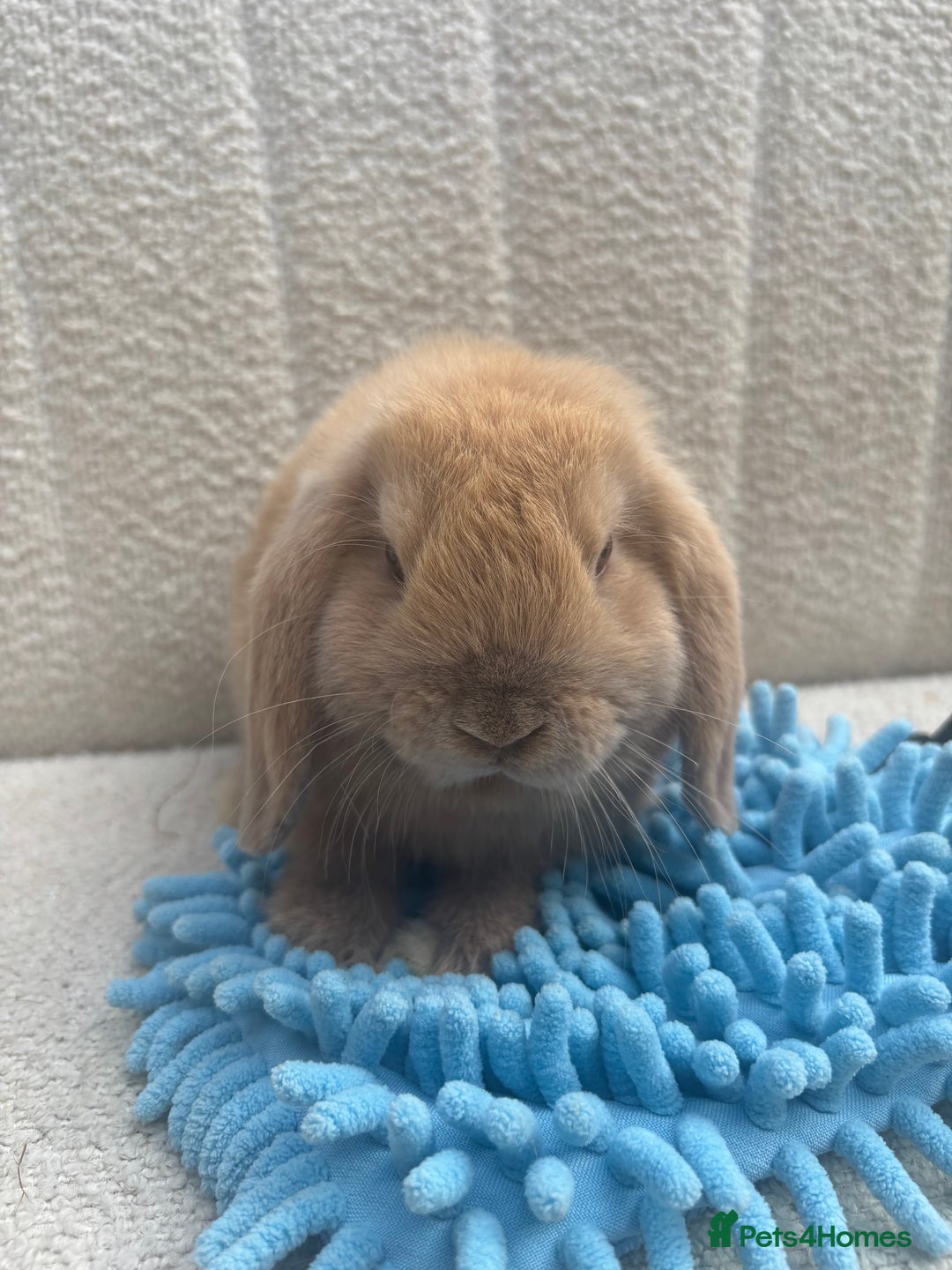 Mini Lop rabbits for sale: Pure bred mini lops - ready to leave  - Image 4