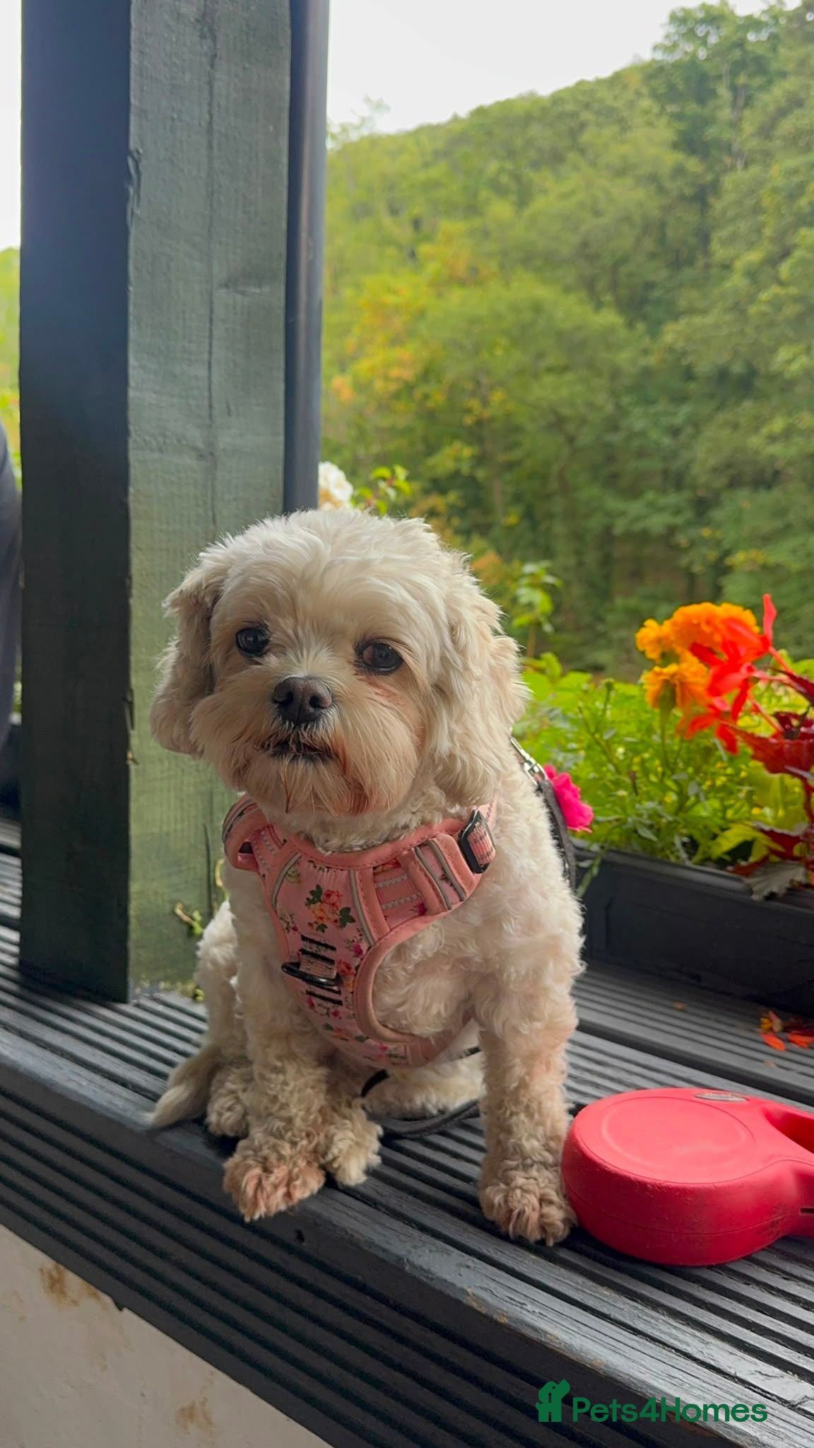 Cavachon dogs Poppy, 4 year old Cavachon - Advert 5