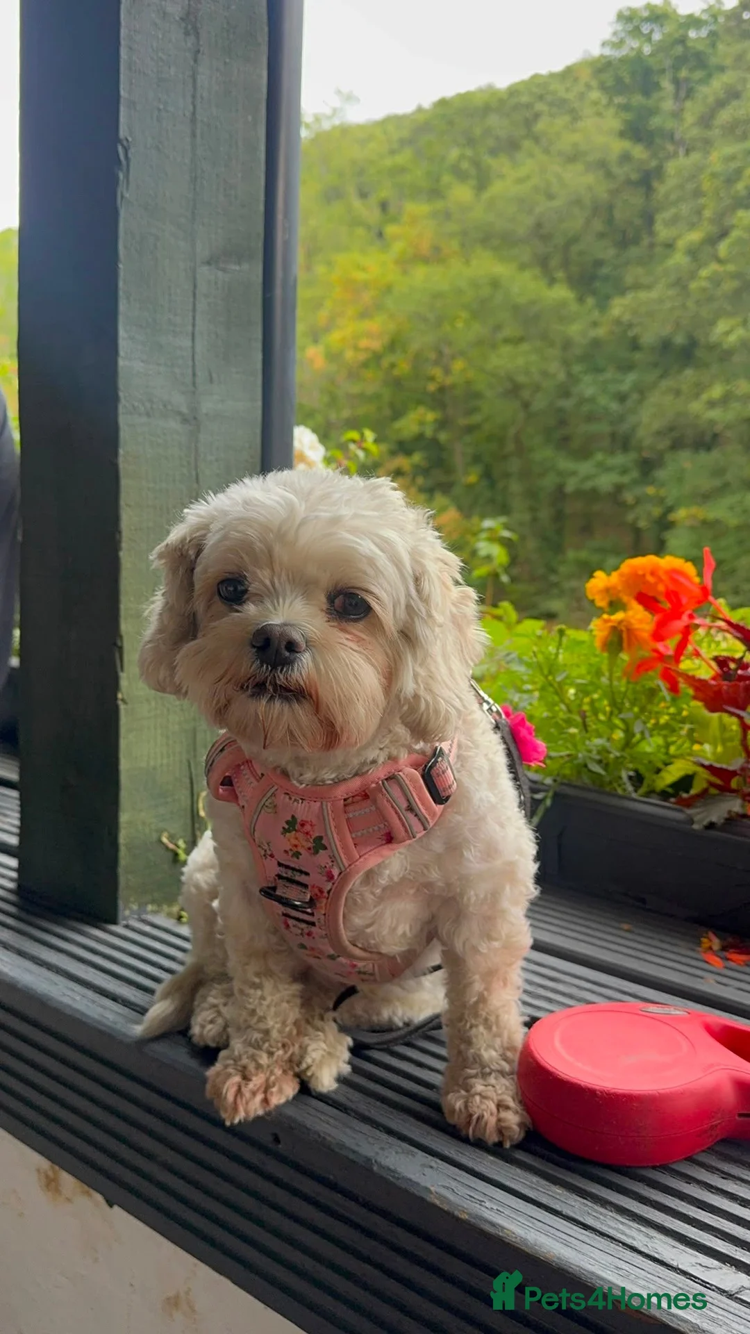 Cavachon dogs for sale: Poppy, 4 year old Cavachon in Winsford - Advert 1