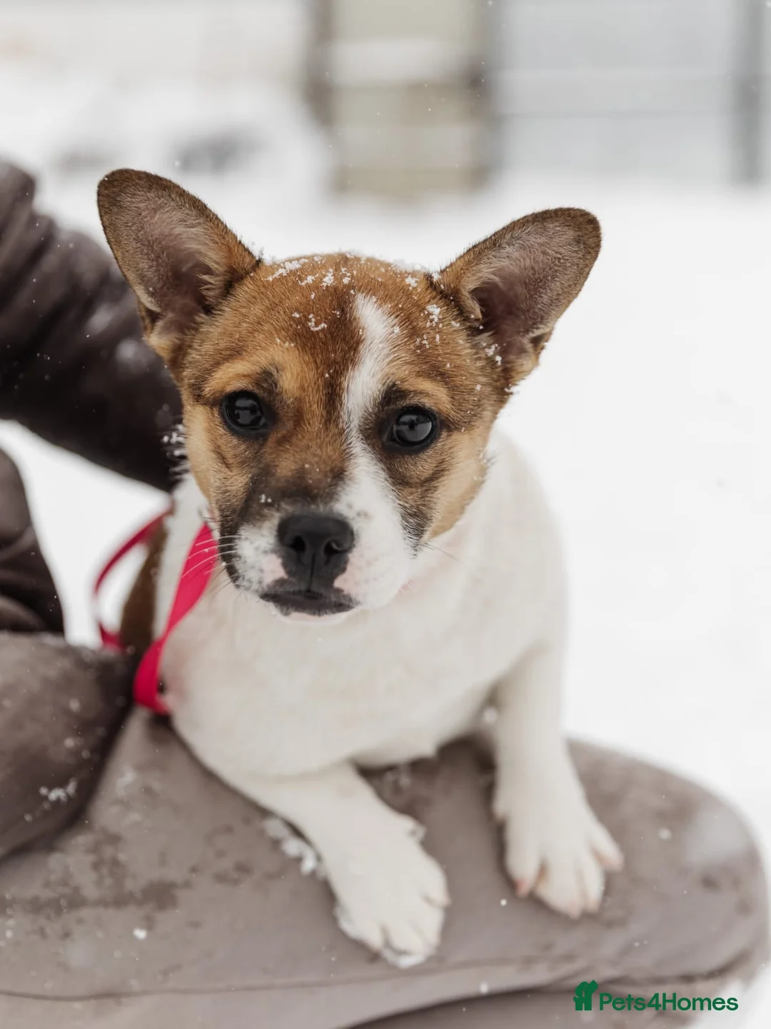 Mixed Breed dogs for adoption: 💖🐶 DEMI-MOON 🐶💖 - Advert 4