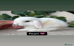 Mini Lop rabbits for sale: Baby mini lops for sale *READY TO LEAVE NOW* - Image 7