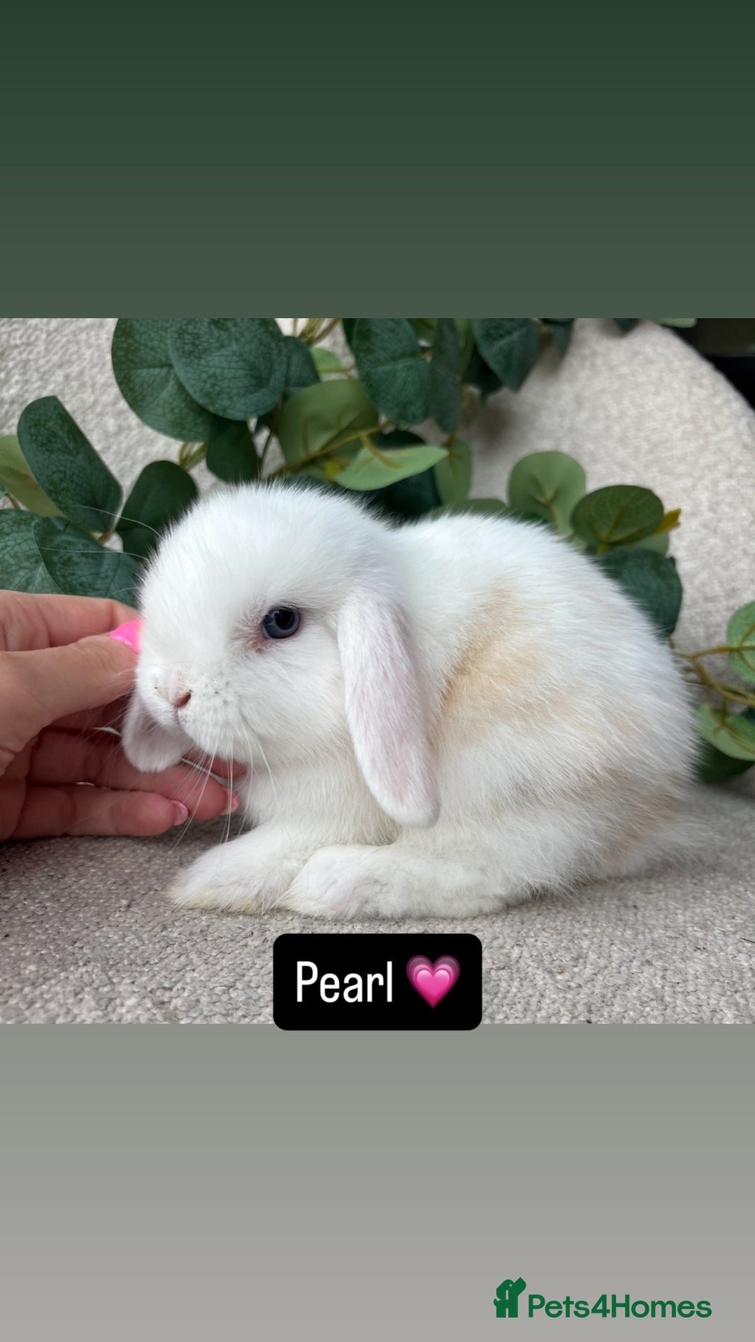 Mini Lop rabbits for sale: Baby mini lops for sale *READY TO LEAVE NOW* - Image 7