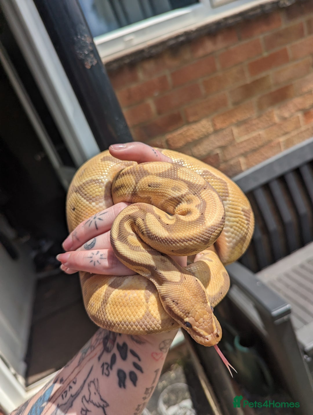 Python Snake reptiles for sale: Banana Royal Python - Image 6