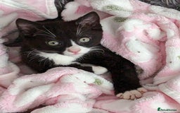 Mixed Breed cats for sale: A cute kitten named Kacper is looking for love - Image 2