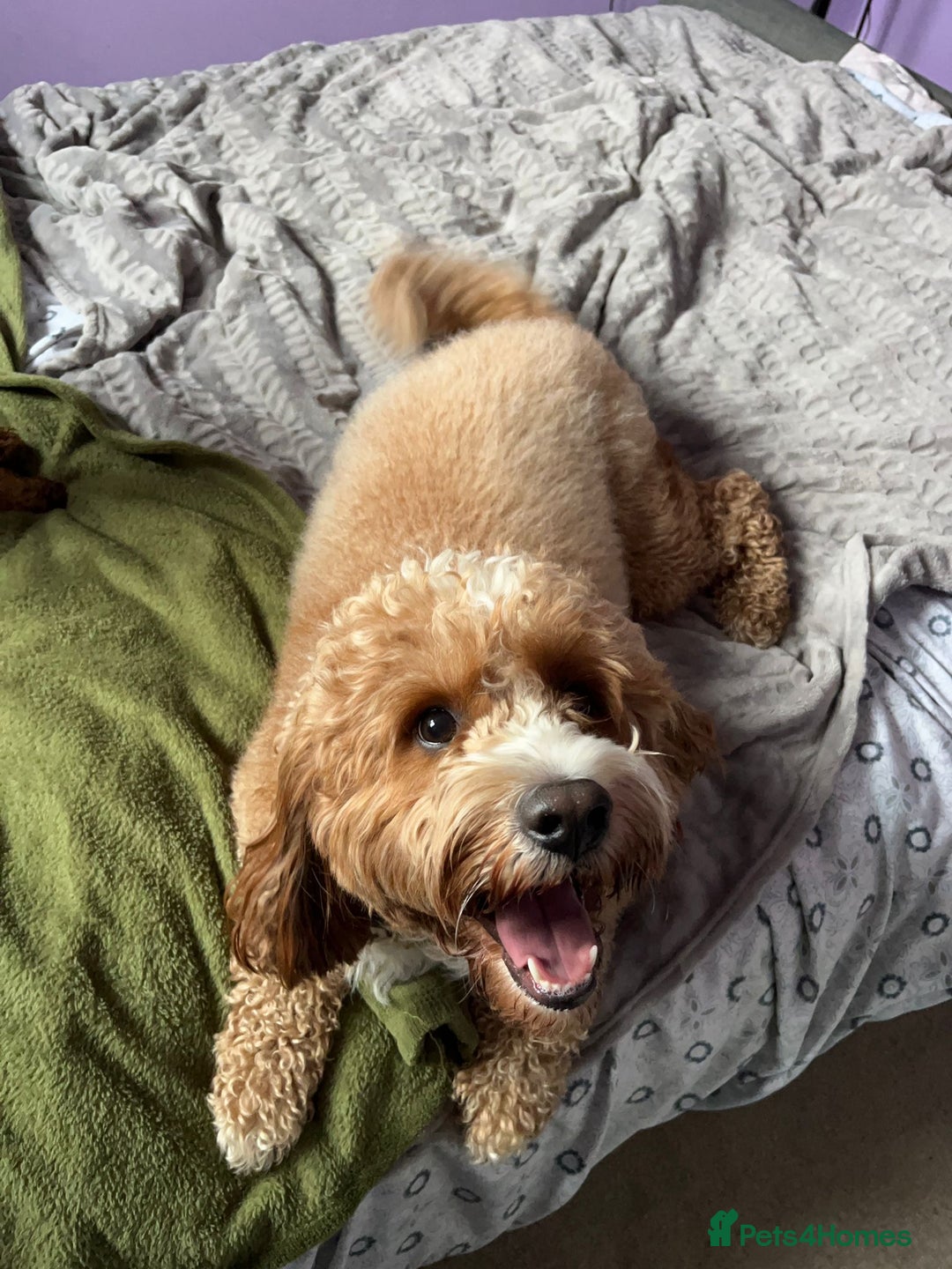 Cavapoo dogs for stud: Handsome Cavapoo Stud Dog 🐾  in Weston-super-Mare - Image 10
