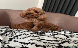 Toy Poodle dogs for sale: Tiny red toy poodles  - Image 7