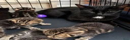 Bengal cats for sale: Bengal Kittens Looking for Their Forever Homes  - Advert 3