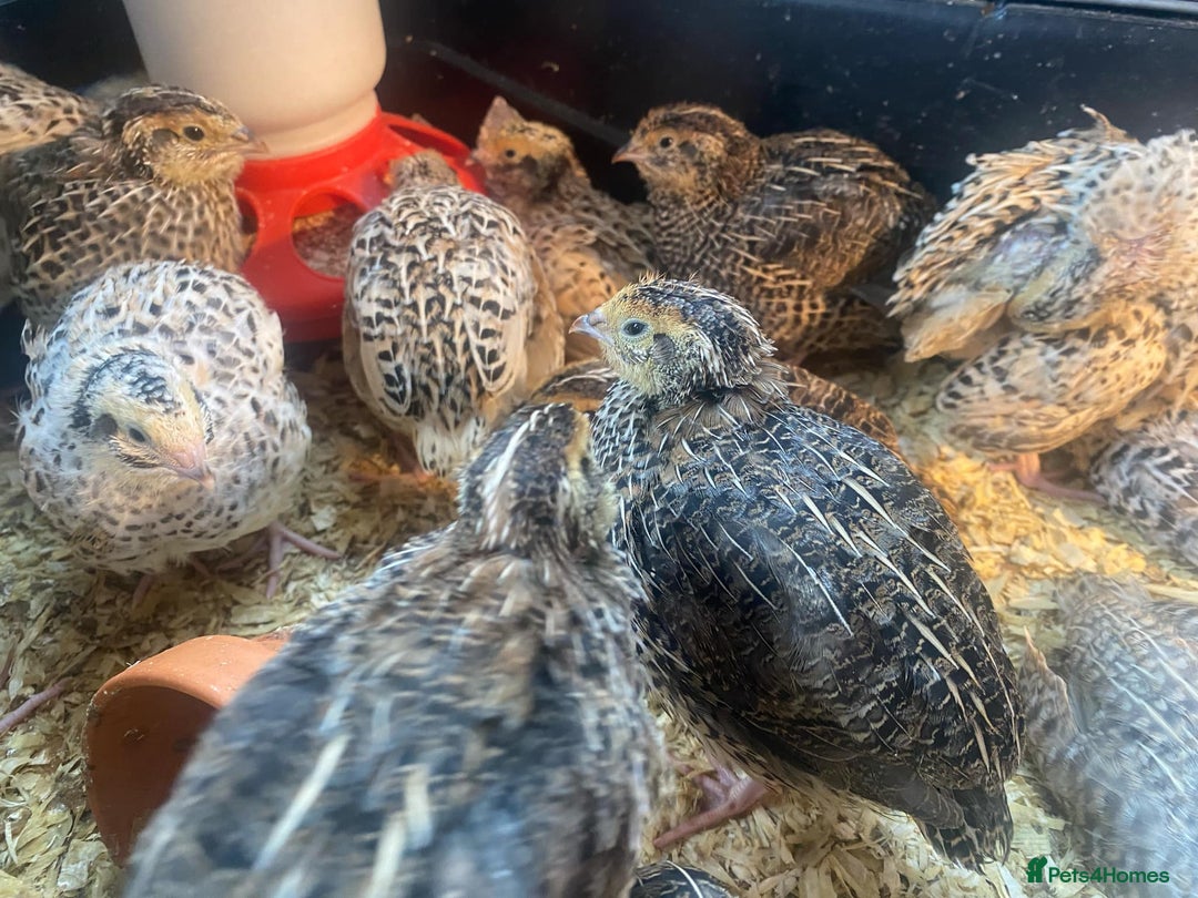Quail poultry for sale: Fancy Coloured Japanese Jumbo Coturnix Quail - Image 9