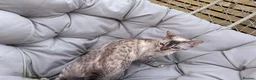 Bengal cats for sale: SNOW BENGAL FEMALE LOOKING FOR HER NEW HOME  in Glasgow - Advert 6