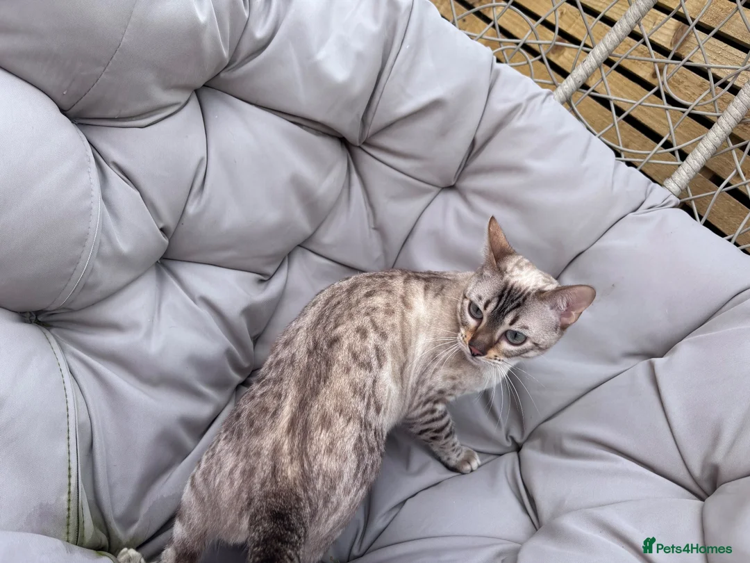Bengal cats for sale: SNOW BENGAL FEMALE LOOKING FOR HER NEW HOME  in Glasgow - Advert 6