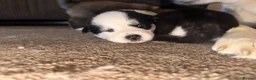 Huskita dogs for sale: Beautiful Huskey pups 3/4 still available  - Advert 13