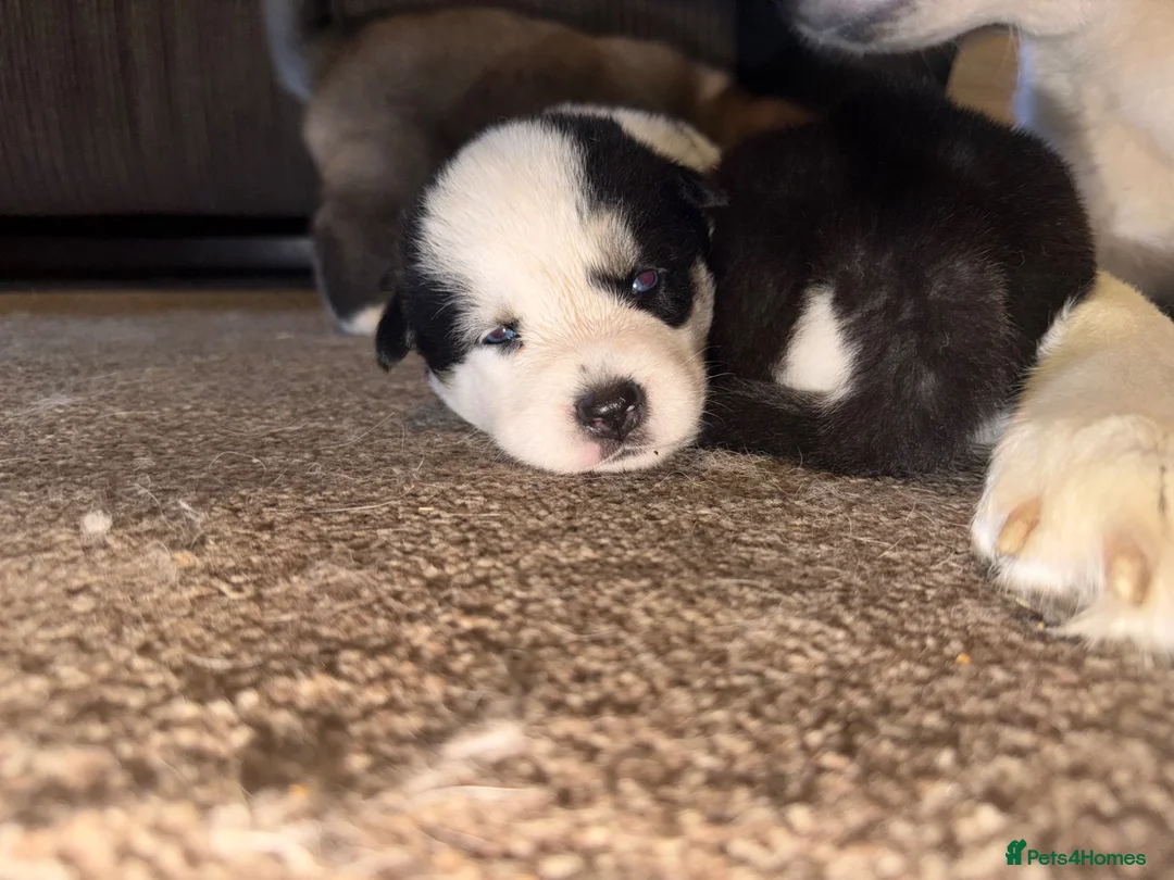 Huskita dogs for sale: Beautiful Huskey pups 3/4 still available  - Advert 13