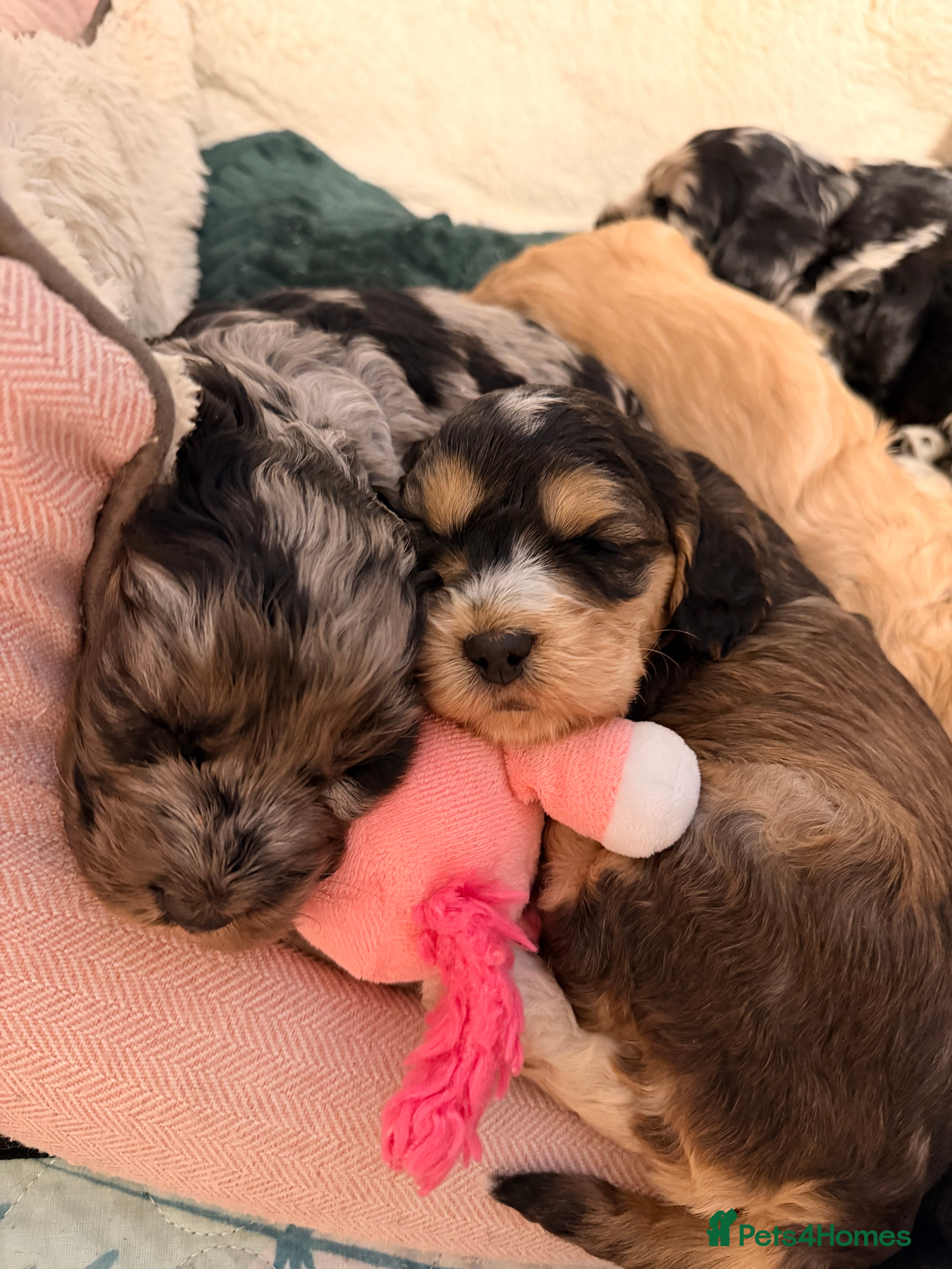 Cockapoo dogs F1 Cockapoo Puppies - Advert 1