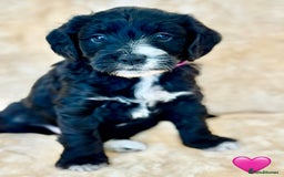 Cockapoo dogs for sale: 🐾 Gorgeous F2 Cockapoo Puppies 🐾 - Image 15