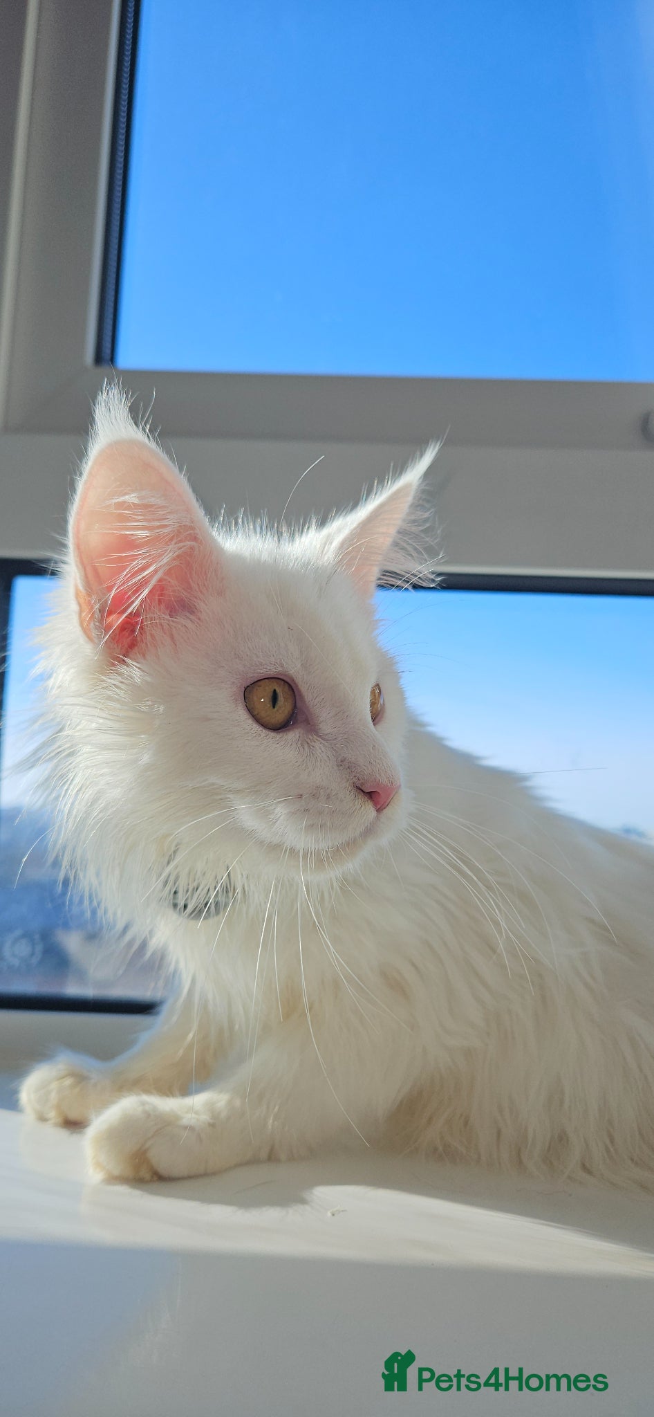 Maine Coon cats Male kitten,10 weeks old - Advert 1