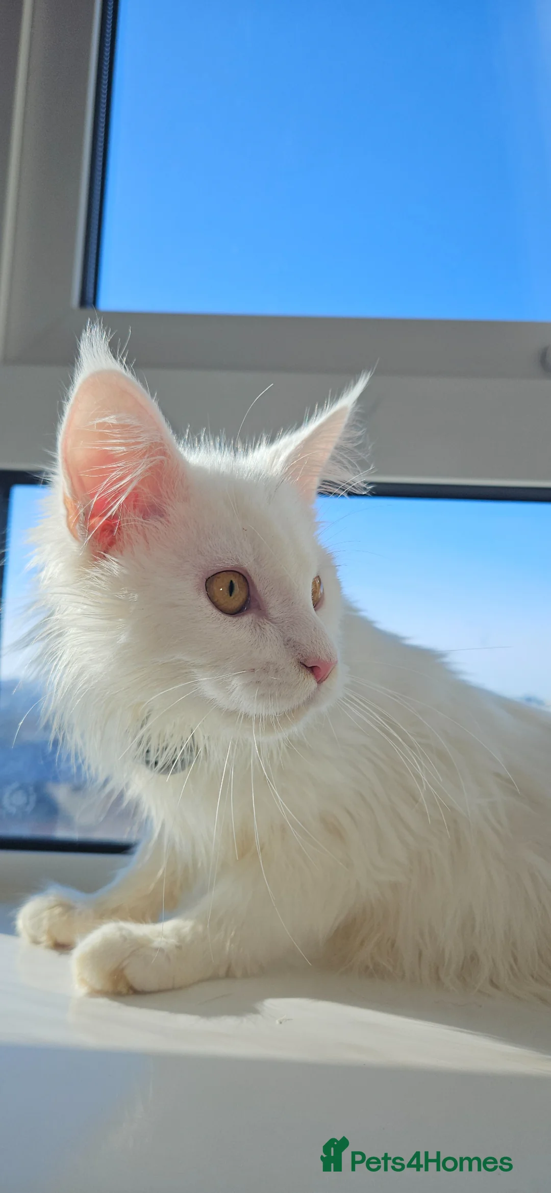 Maine Coon cats for sale: Male kitten,10 weeks old in Newcastle upon Tyne - Advert 1