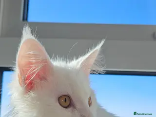 Maine Coon cats Male kitten,10 weeks old - Advert 1