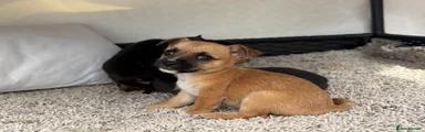 Mixed Breed 1