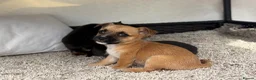 Mixed Breed dogs for sale: Jack Russell Cross Chorkie Puppies - Advert 17