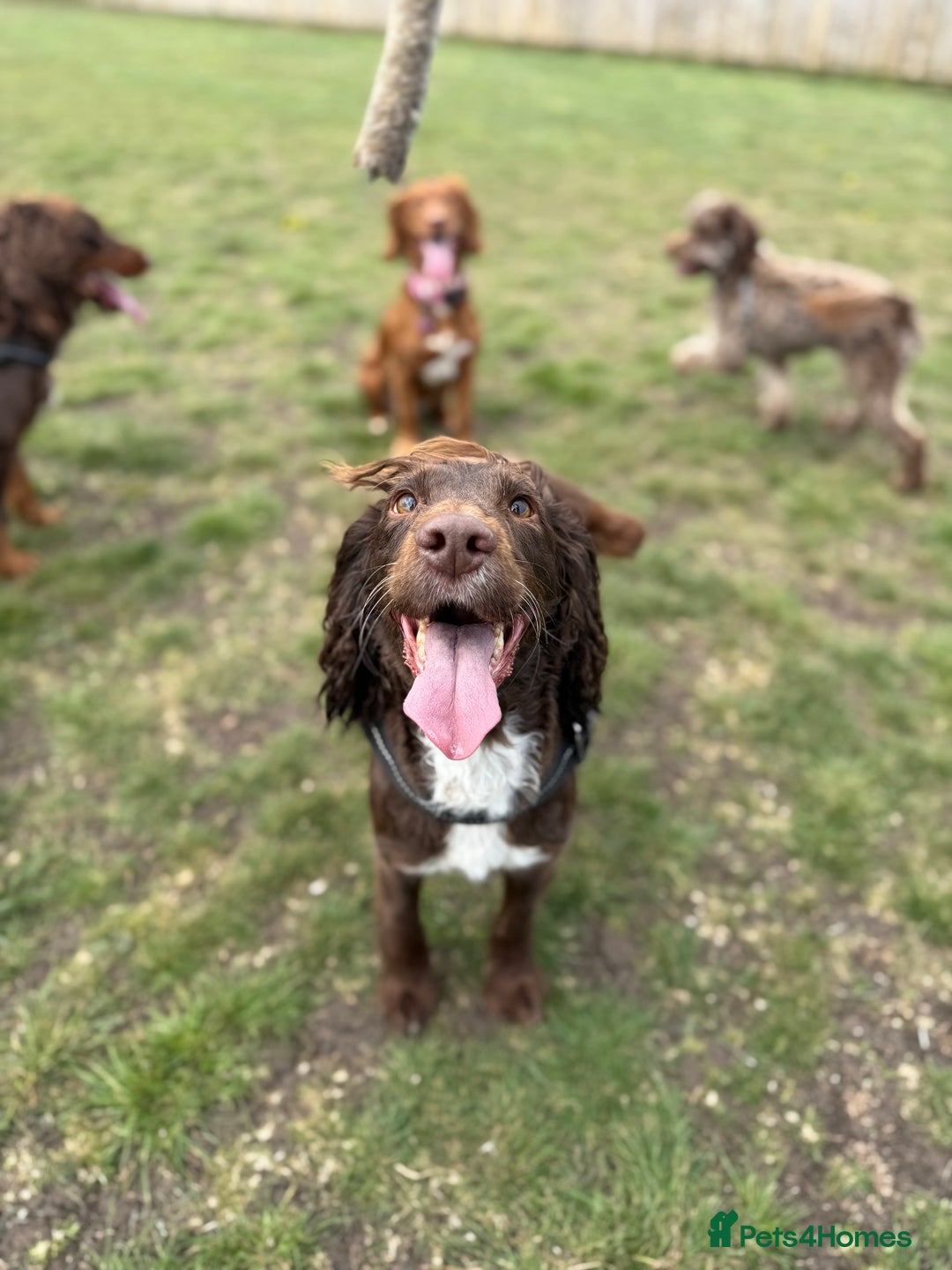 Cocker Spaniel dogs for sale: Working cocker spaniels - Image 12