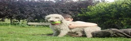 Bedlington Terrier dogs for sale: KC reg, CT clear Bedlington terrier puppies in Wrexham - Advert 5