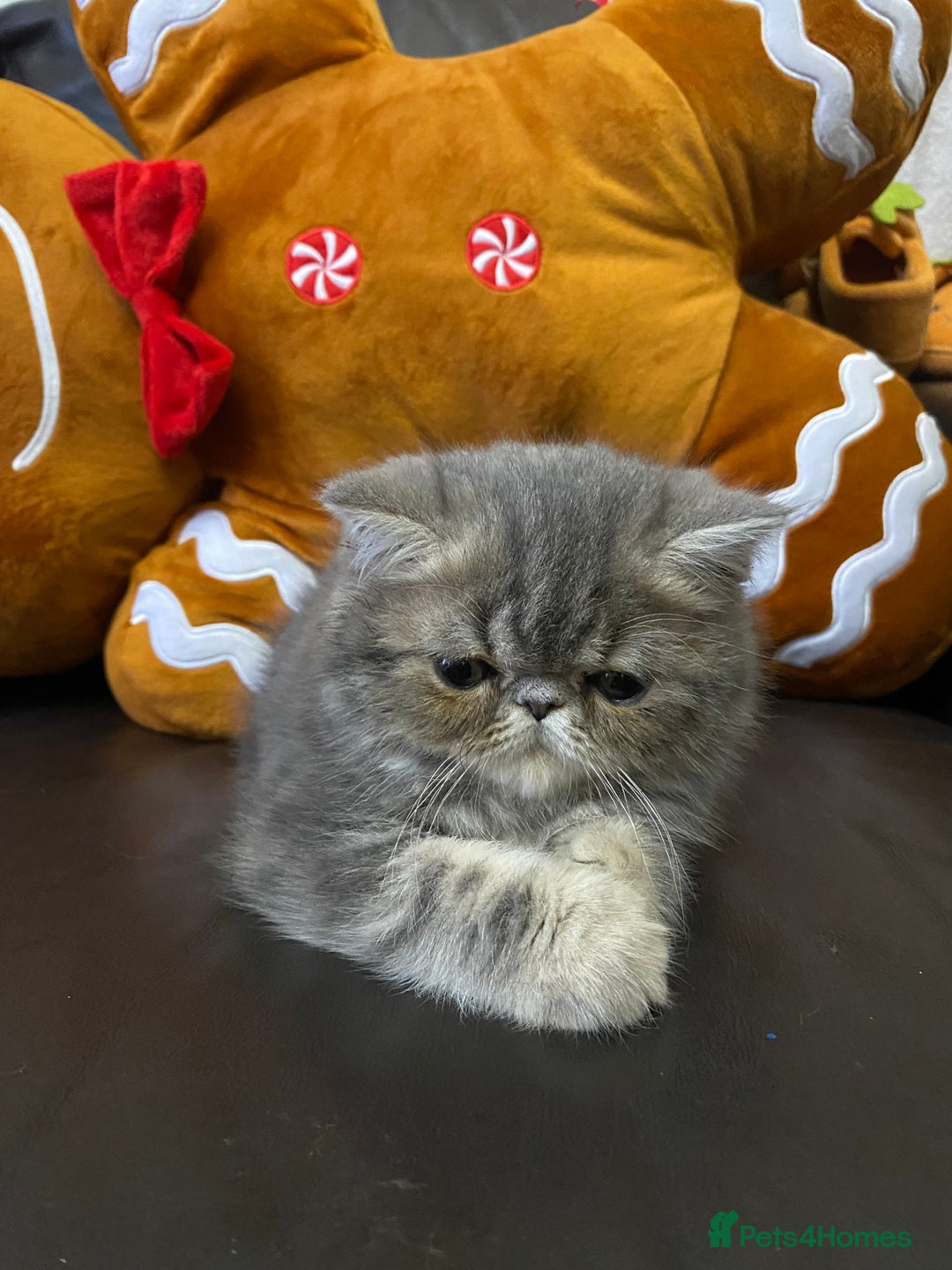 Persian cats for sale: EXCEPTIONAL LITTER PERSIAN EXOTIC KITTENS - Advert 14