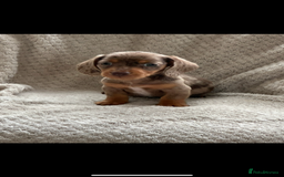 Miniature Dachshund dogs for sale: Kc registered miniature dachshund puppies  - Image 9