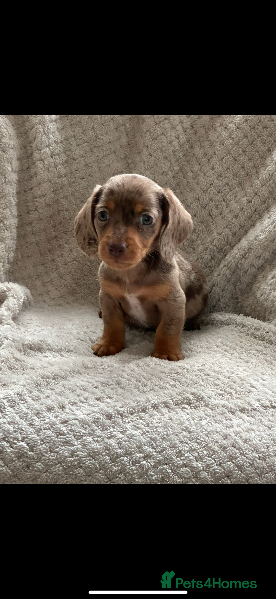 Miniature Dachshund dogs for sale: Kc registered miniature dachshund puppies  - Image 9