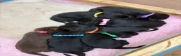 Mixed Breed dogs for sale: Cocker spaniel x Border Kelpie Puppies - Advert 1