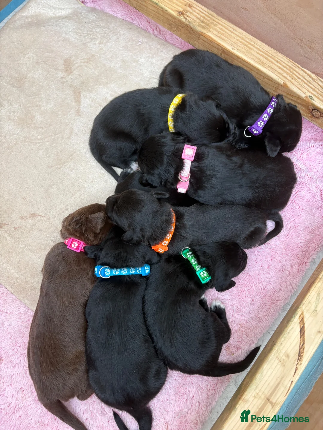 Mixed Breed dogs for sale: Cocker spaniel x Border Kelpie Puppies - Advert 1