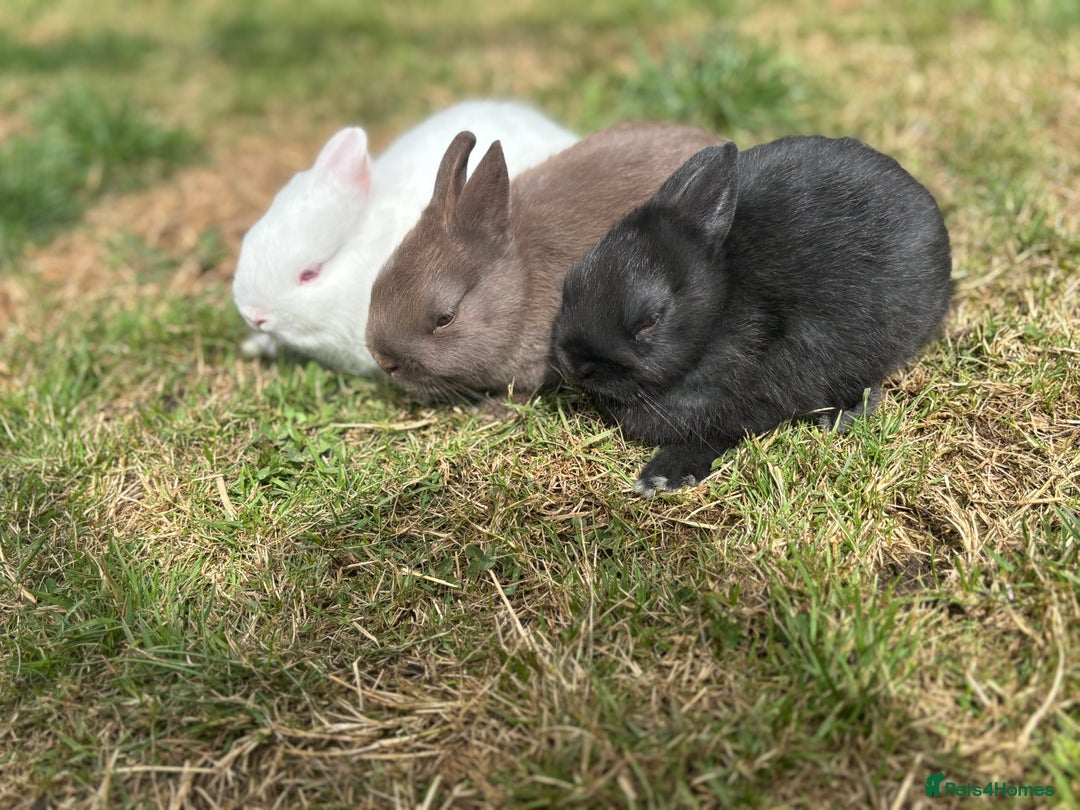 Netherland Dwarf rabbits for sale: Trio Netherland Dwarf Boys - Image 3