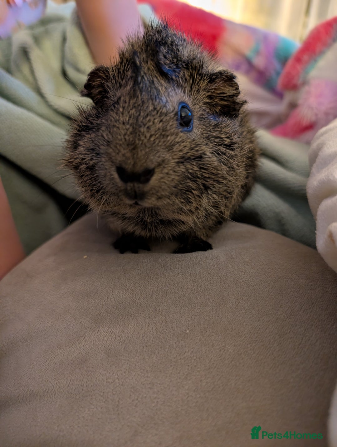 Guinea Pig rodents for sale: Two female guineapigs for rehoming - Image 4