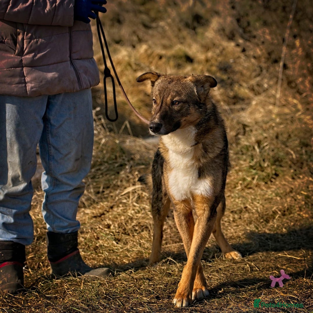 Mixed Breed dogs for adoption: OLLIE2 - a Lovely young Boy, for a Loving Home - Advert 1
