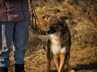 Mixed Breed dogs OLLIE2 - a Lovely young Boy, for a Loving Home - Advert 2
