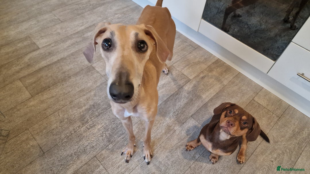 Mixed Breed dogs for sale: Saluki Greyhound Whippet.  - Advert 6