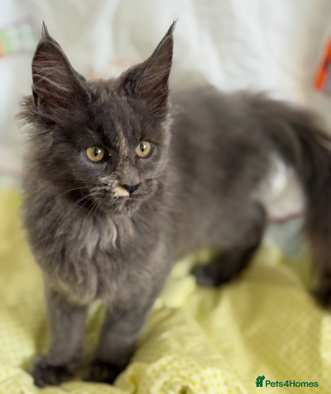 Maine Coon cats for sale: European Blood Lines GCCF Reg Main Coon Kittens  - Image 12