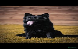 German Shepherd dogs for sale: BOTH PARENTS ARE ALL DNA TESTS CLEAR  - Image 16