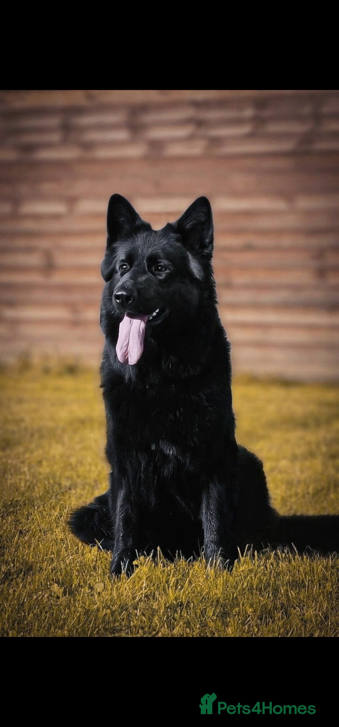 German Shepherd dogs for sale: BOTH PARENTS ARE ALL DNA TESTS CLEAR  - Image 16