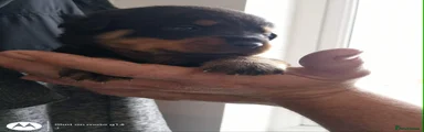 Rottweiler 3