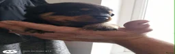 Rottweiler dogs for sale: Beautiful Rottweiler puppy’s  in Weston-super-Mare - Advert 5