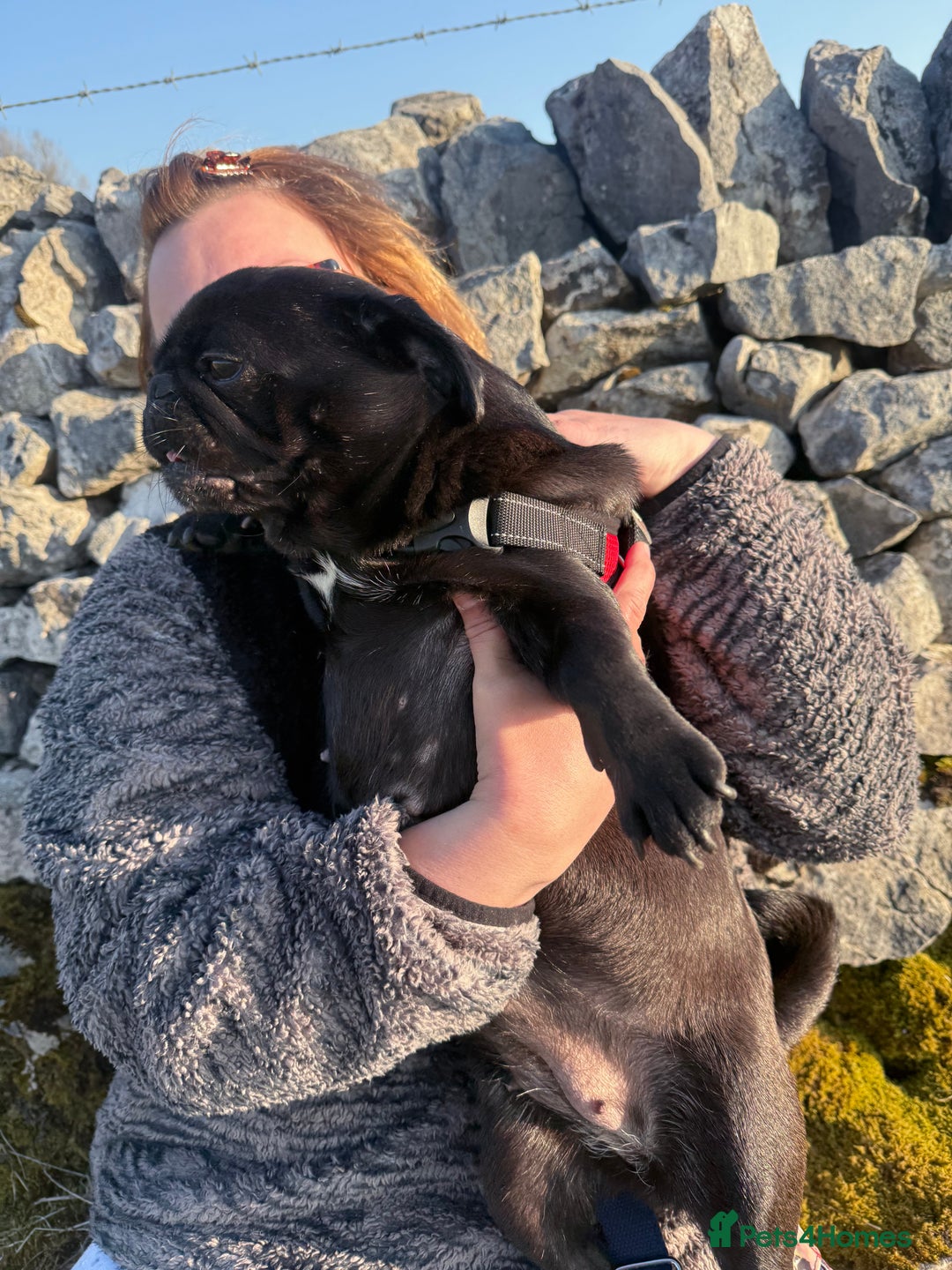 Pug dogs for sale: Pug 3yrs old  - Image 3