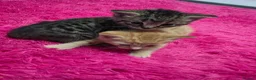 Mixed Breed cats for sale: Beautifull kittens ready to go  - Advert 3